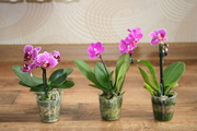 Продаю карликовые орхидеи