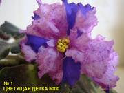 Фиалка(цветок/детка/лист недорого) продам Витебск