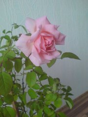 чайная роза
