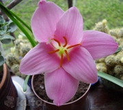 Луковицы цветка Зефирантес розовый или выскочка,  недорого