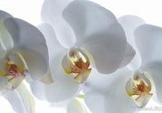 орхидеи 